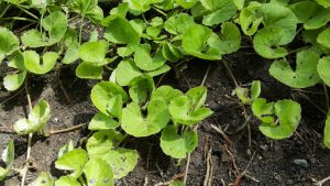 What Plant Parts Are Used to Make Premium Centella Asiatica Extract?