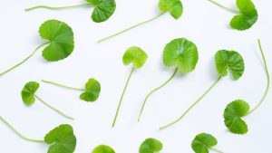 Sensitive Skin Savior: How Centella Asiatica Extract Rebuilds Damaged Skin Barriers?