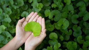 How to Choose Centella Asiatica Extract Skincare: 3 Mistakes to Avoid