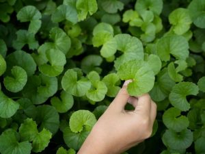 What Exactly Are Centella Asiatica Extracts?