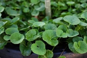 The Rising Popularity of Centella Asiatica, a Traditional Medicinal Herb